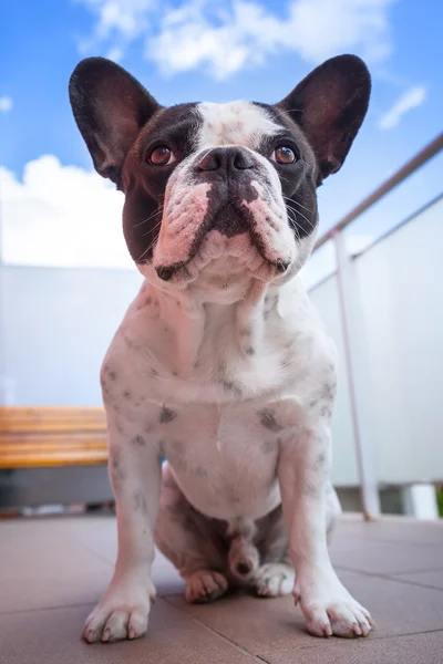 Bulldog Perancis — Stok Foto