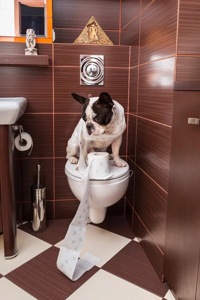 Buldog francuski, siedząc na WC — Zdjęcie stockowe