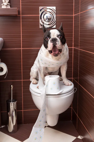 French bulldog sitting on toilet — Stock Photo, Image