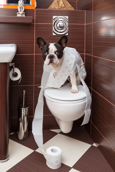 French bulldog sitting on toilet — Stock Photo, Image