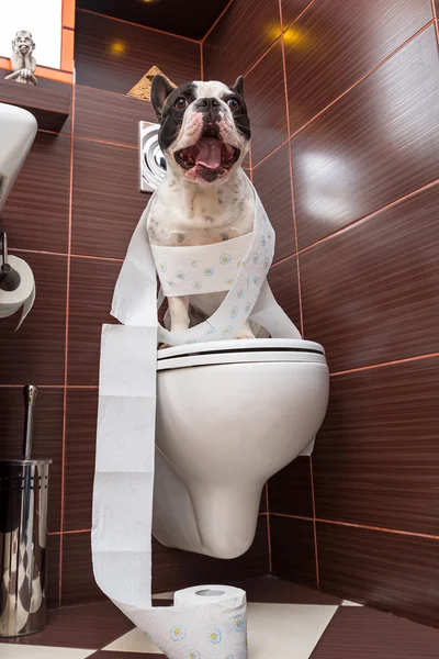 Fransk bulldog sitter på toaletten — Stockfoto