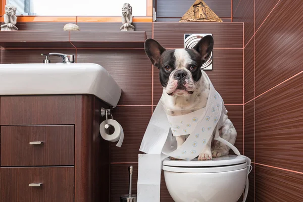 Französische Bulldogge sitzt auf Toilette — Stockfoto