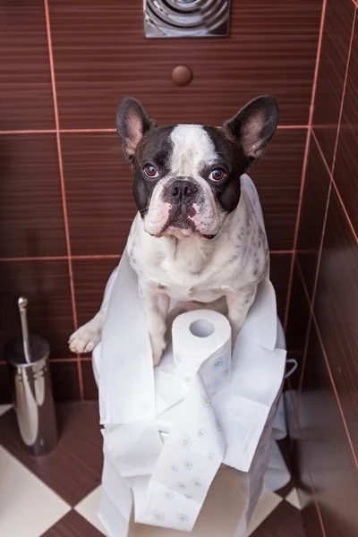 Bulldog francés sentado en el inodoro — Foto de Stock