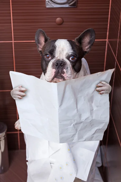 Fransk bulldog läsning på toalett — Stockfoto