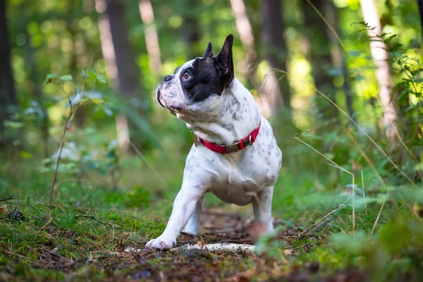 Buldog francuski w lesie — Zdjęcie stockowe