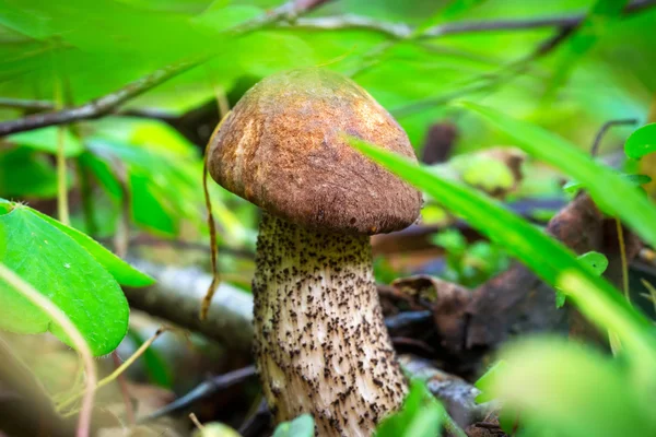 Bolete de bétula cogumelo — Fotografia de Stock