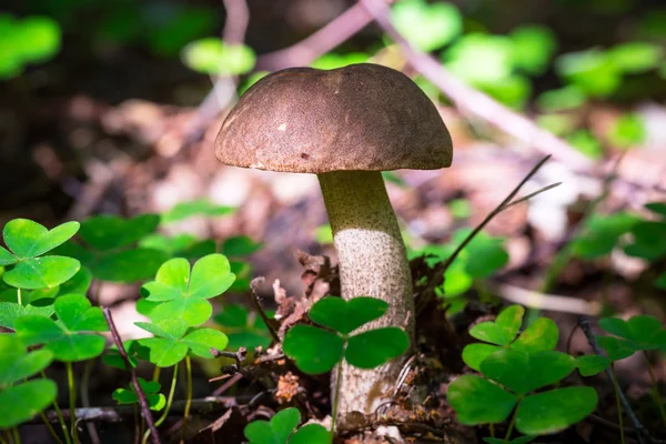 Bolete de bétula cogumelo — Fotografia de Stock