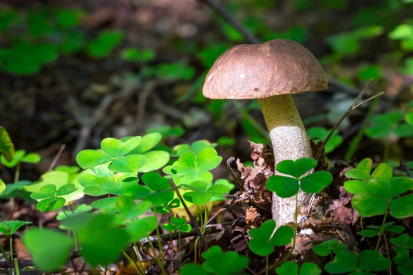 Birch bolete mushroom — Stock Photo, Image