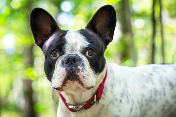 Fransk bulldog i skogen — Stockfoto