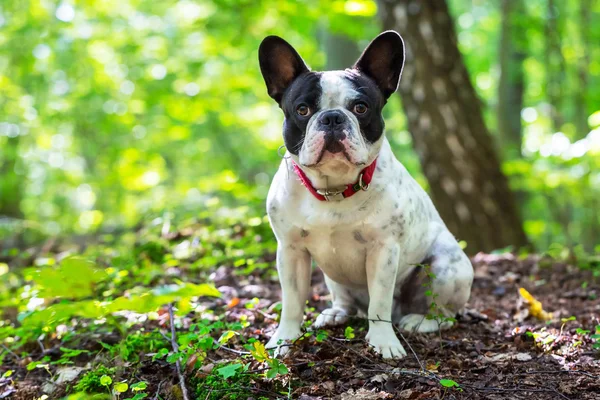 Bulldog francese nella foresta — Foto Stock