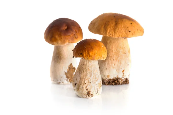 Porcini mushrooms — Stock Photo, Image