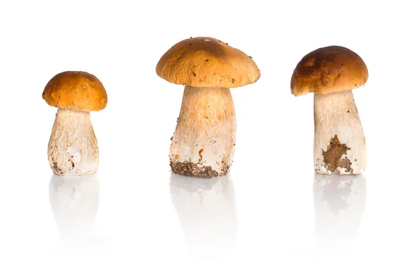 Porcini mushrooms — Stock Image Porcini mushrooms Stock Image