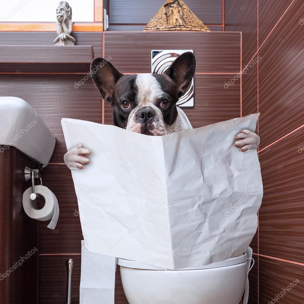 French bulldog reading on toilet