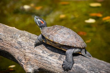 Painted turtle clipart