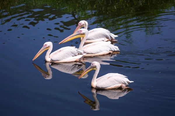 Velký pelikánů bílých — Stock fotografie