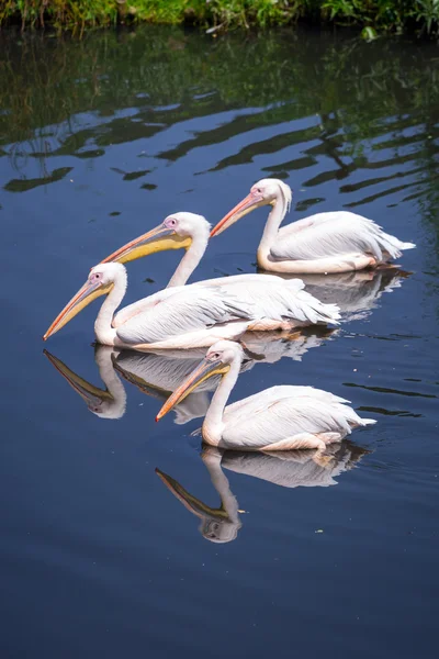 Grote witte pelikanen — Stockfoto