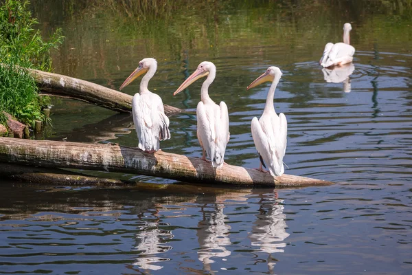 Velký pelikánů bílých — Stock fotografie