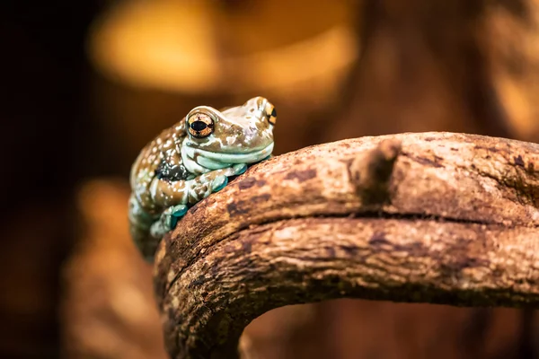 Місія золотоока деревна жаба — стокове фото