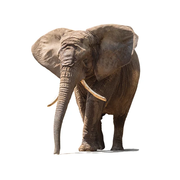 Elefante africano — Foto Stock