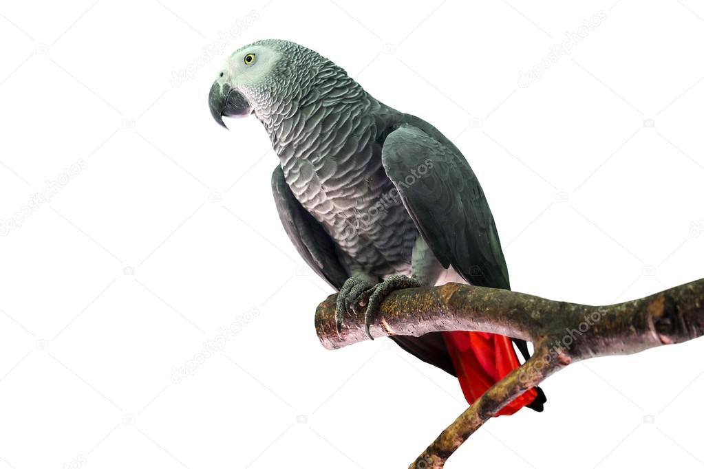African grey parrot on the branch
