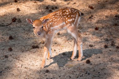 Genç yumurta geyiği