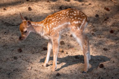 Genç yumurta geyiği