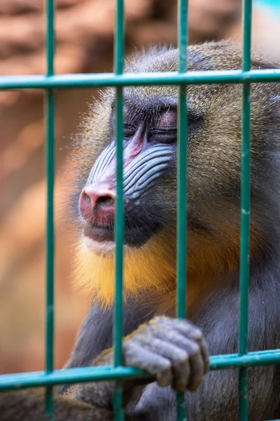 Mandrillská opice — Stock fotografie
