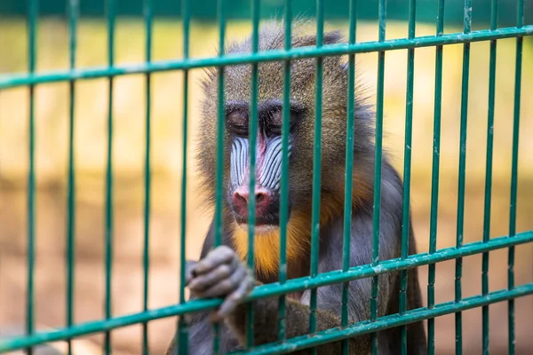Mandrillská opice — Stock fotografie