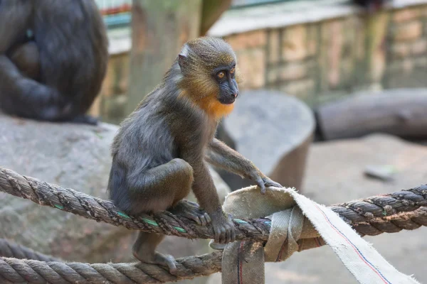 Mandrill'di maymun — Stok fotoğraf