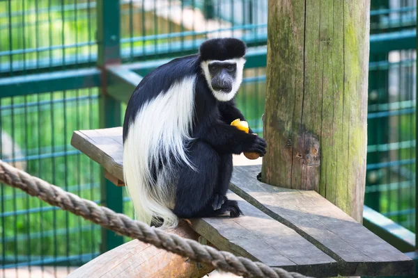 Guereza mantellato — Foto Stock