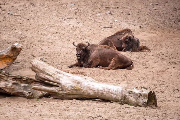 Američtí bizoni — Stock fotografie