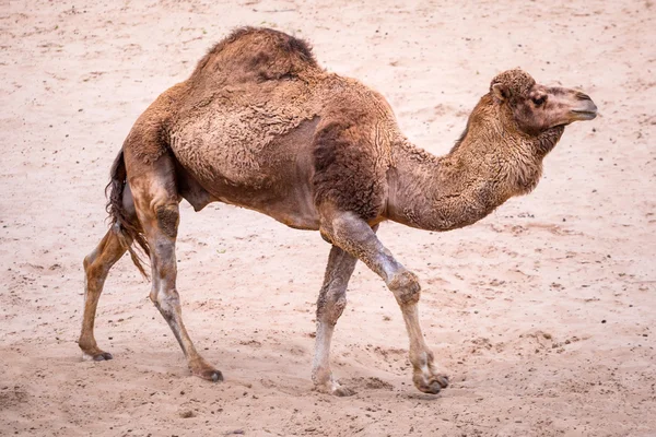 Velbloudi v zoo — Stock fotografie