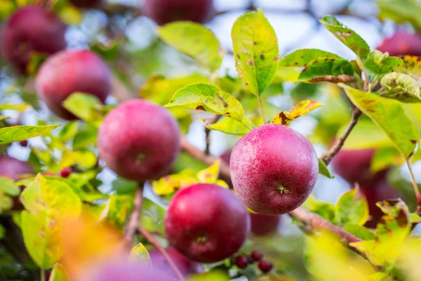 Manzanas maduras en el árbol — Foto de Stock