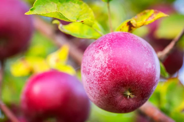 Manzanas maduras en el árbol — Foto de Stock