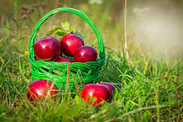 Manzanas rojas en la cesta — Foto de Stock