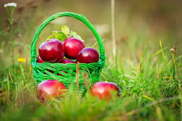 Manzanas rojas en la cesta —  Fotos de Stock