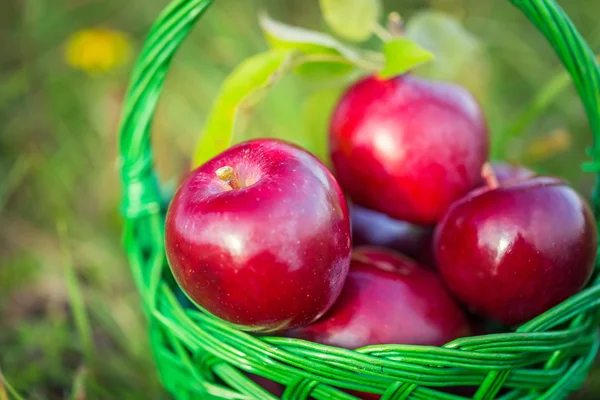 Manzanas rojas en la cesta — Foto de Stock