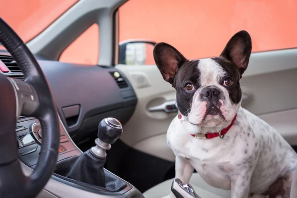 Dog in the car — Stock Photo, Image