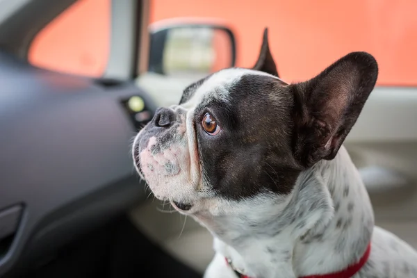 Perro en el coche — Foto de Stock