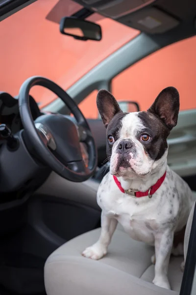 Dog in the car — Stock Photo, Image