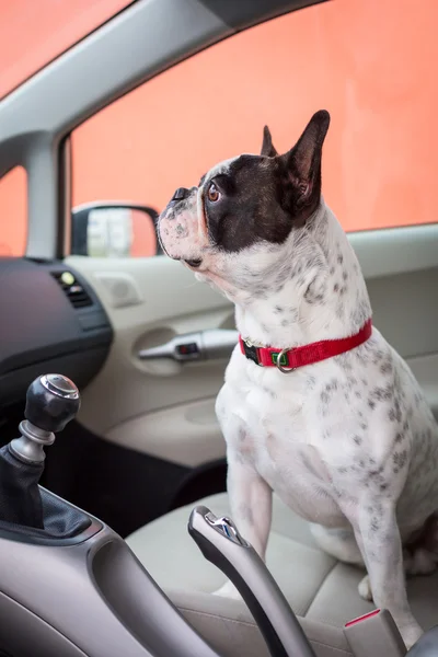 Perro en el coche — Foto de Stock