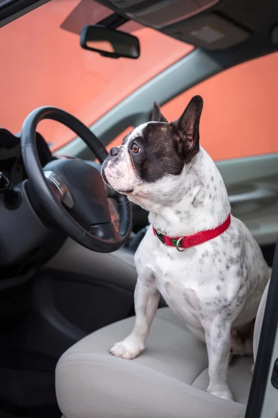 Собака в машине — стоковое фото