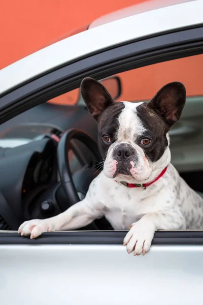 Perro en el coche —  Fotos de Stock