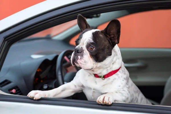 Perro en el coche — Foto de Stock