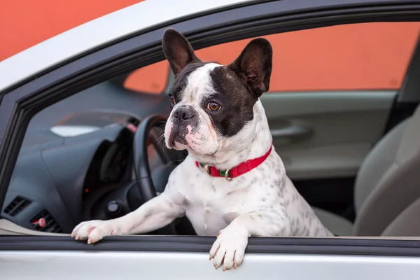 Perro en el coche — Foto de Stock