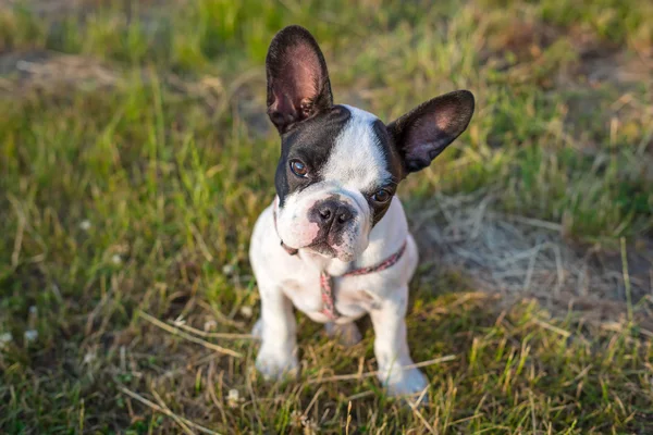 Französische Bulldogge — Stockfoto