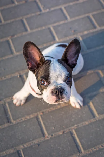 Anjing bulldog Perancis — Stok Foto