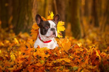 French bulldog in autumnal scenery