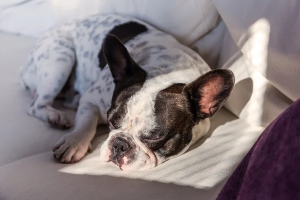 Bulldog francese sdraiato sul divano — Foto Stock