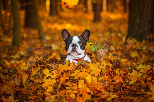 Franse bulldog in herfst landschap — Stockfoto